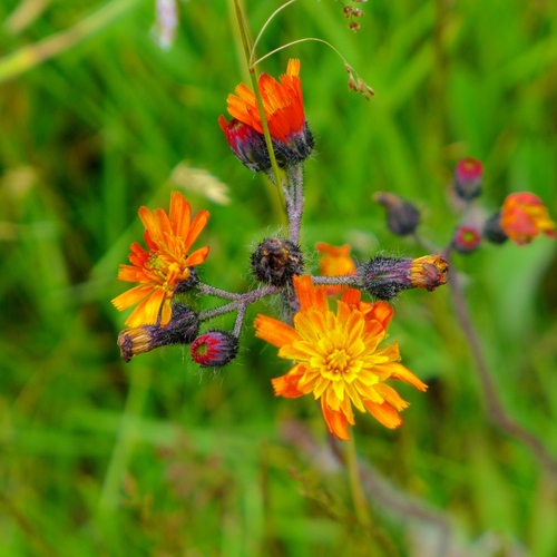 chlpánik oranžový (Pilosella aurantiaca)