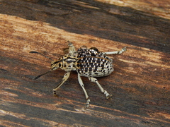 Cydianerus latruncularius