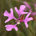 Large-flower Clarkia - Photo (c) Lynette Schimming, some rights reserved (CC BY-NC)