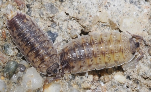 Lamellated Woodlouse