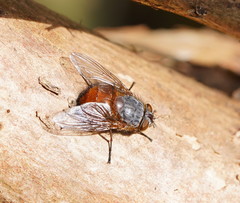 Calliphora nigrithorax