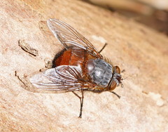 Calliphora nigrithorax