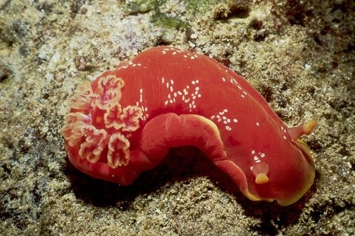 Yellow-margined Spanish Dancer