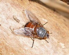 Calliphora nigrithorax