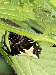 Verrucosa arenata image