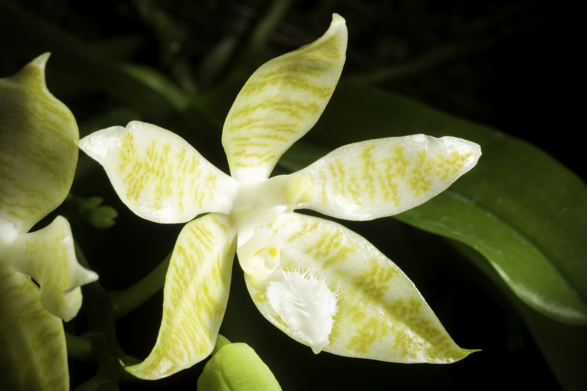 phalaenopsis hieroglyphica