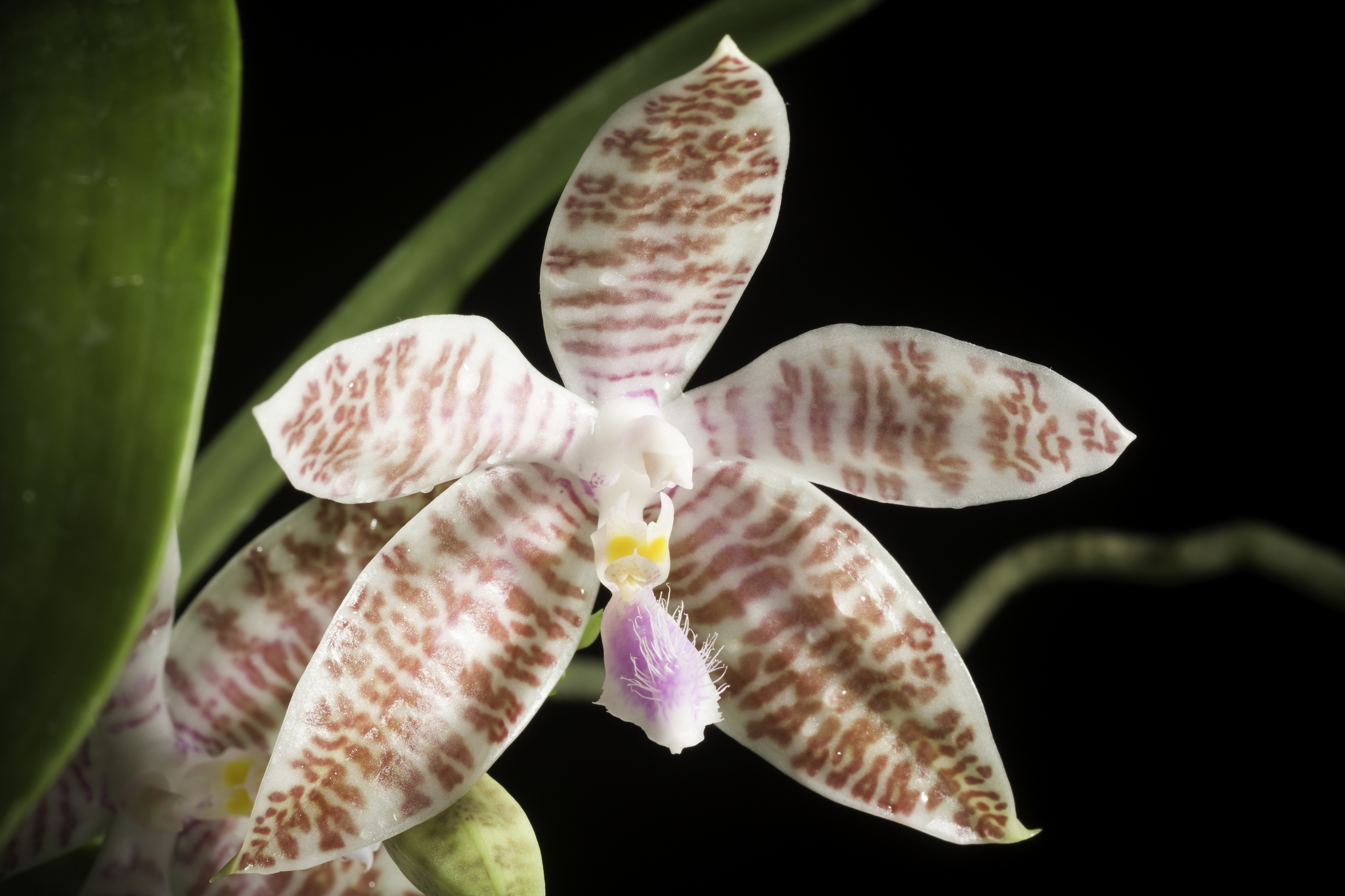Phalaenopsis hieroglyphica Outperforms Itself Again | Semi