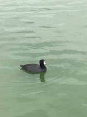 Fulica americana