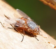 Calliphora nigrithorax