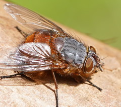 Calliphora nigrithorax
