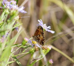 Phyciodes pulchella