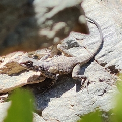 Laudakia nupta nupta