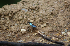 Heliophorus androcles