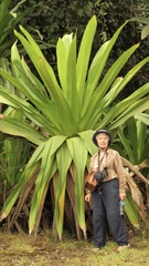 Brocchinia micrantha