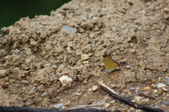 Heliophorus androcles