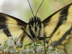 Papilio alexanor