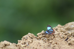 Heliophorus androcles