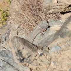 Laudakia nupta nupta