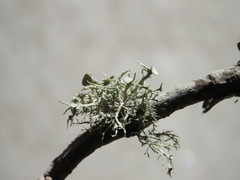 Ramalina willeyi