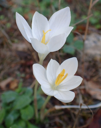 Crocus goulimyi, photograph 1