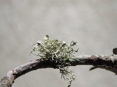 Ramalina willeyi