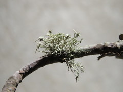 Ramalina willeyi