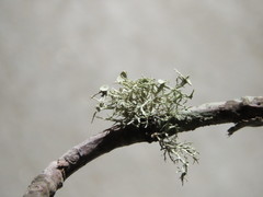 Ramalina willeyi
