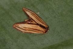 Arhacia lignaris