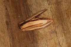 Arhacia lignaris