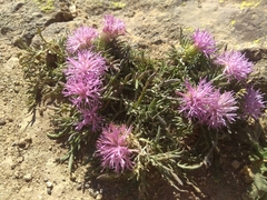 Jurinea humilis