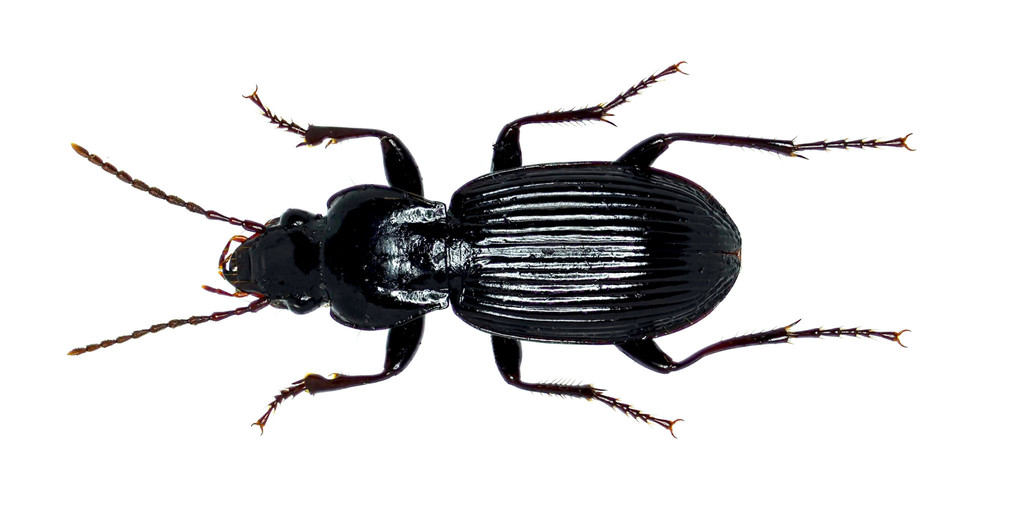 Pterostichus lachrymosus