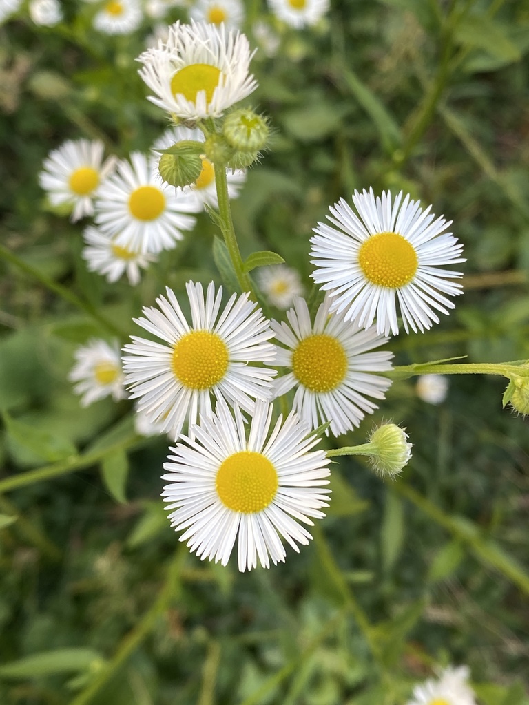 annual fleabane (Lacamas Prairie Non-Native Species) · iNaturalist