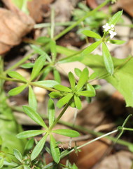 Galium lucidum