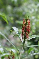 Hedychium coccineum