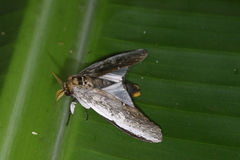 Lirimiris auriflua