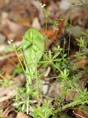 Galium lucidum