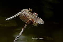 Neurothemis manadensis