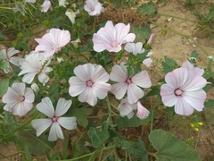 Malva trimestris