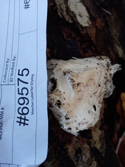 Pseudospongipellis delectans