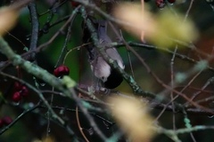 Poecile montanus