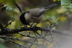 Poecile montanus