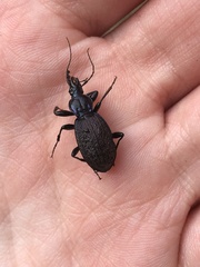 Sphaeroderus bicarinatus