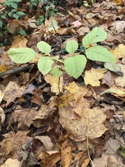 Fraxinus quadrangulata