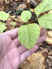 Fraxinus quadrangulata