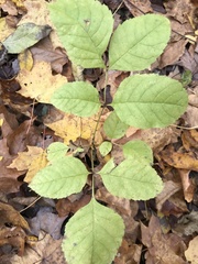 Fraxinus quadrangulata