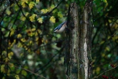 Sitta europaea