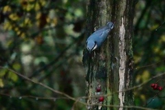 Sitta europaea