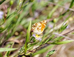 Phyciodes pulchella