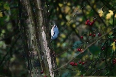 Sitta europaea