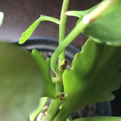 Diabrotica speciosa